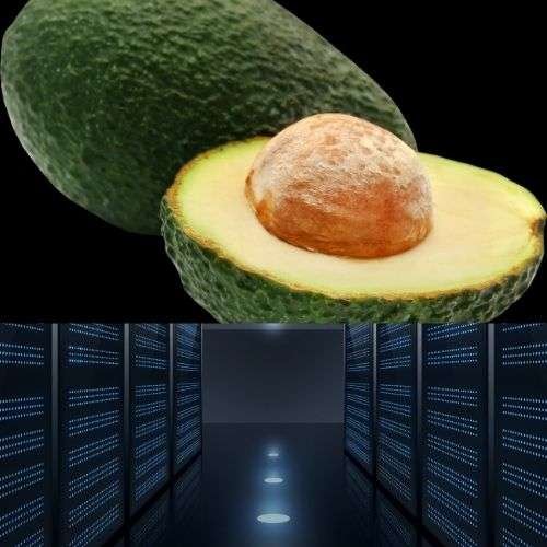 Web Hosting Company for avocado fruit